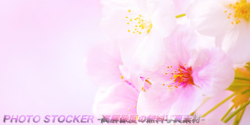 桜の花のイメージ - 20141102.jpg